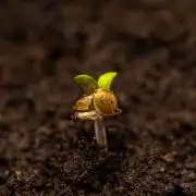 Gorilla Auto - Spliff Seeds