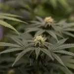 Rainbow Road - Paradise Seeds