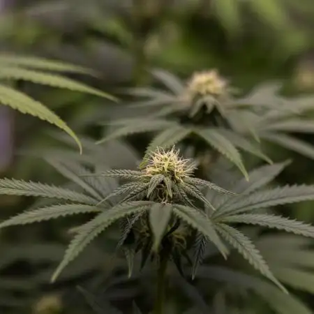 Rainbow Road - Paradise Seeds