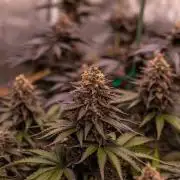 Mega Power Plant - Spliff Seeds