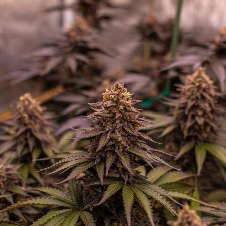 Mega Power Plant - Spliff Seeds