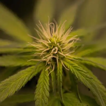 Spliff Seeds - Mint Runtz