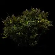 Paradise Seeds - Stromboli Auto