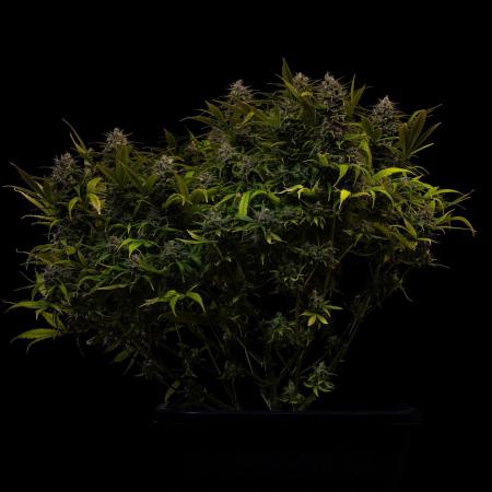 Paradise Seeds - Stromboli Auto