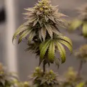 Rainbow Road - Paradise Seeds