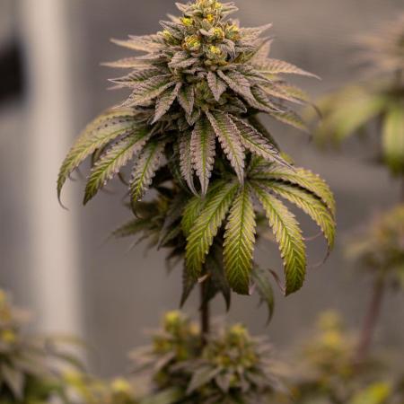 Rainbow Road - Paradise Seeds