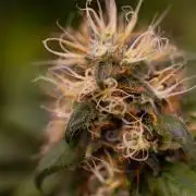 Afghani Gold - Spliff Seeds