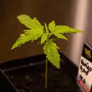 Paradise Seeds - Vertigo Auto
