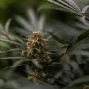 Mega Power Plant Auto - Spliff Seeds