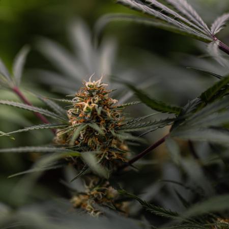 Mega Power Plant Auto - Spliff Seeds