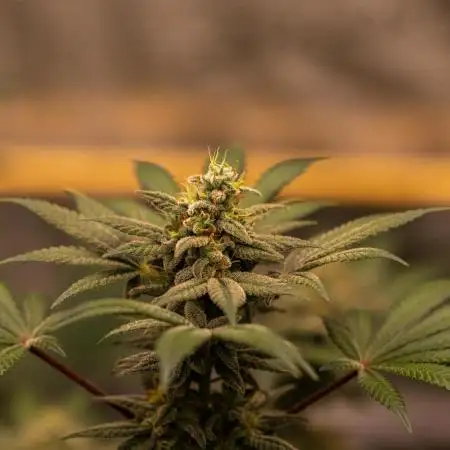 Paradise Seeds - Purple Mints