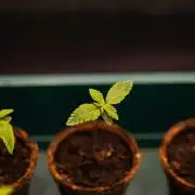 Guava Sundae Auto