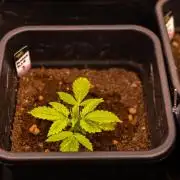 Paradise Seeds - Pandora Auto