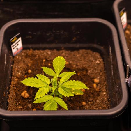 Paradise Seeds - Pandora Auto