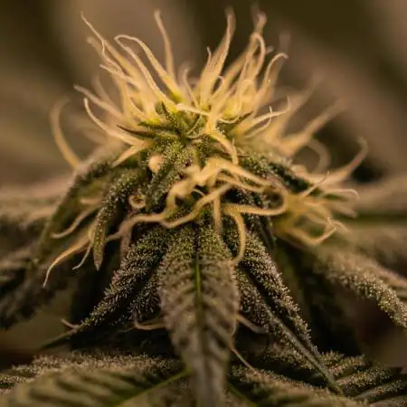 Paradise Seeds - Candy Breath