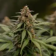 Lemon Crem Kush Auto - Spliff Seeds