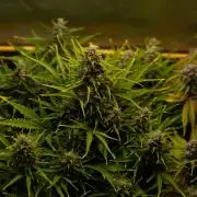 Neville’s Haze Auto