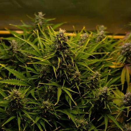 Neville’s Haze Auto