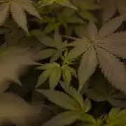 Gelato - Spliff Seeds