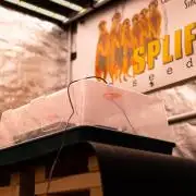 Gorilla Auto - Spliff Seeds