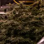 Paradise Seeds - Chem Cake