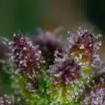 Spliff Seeds - Spliff strawberry #2