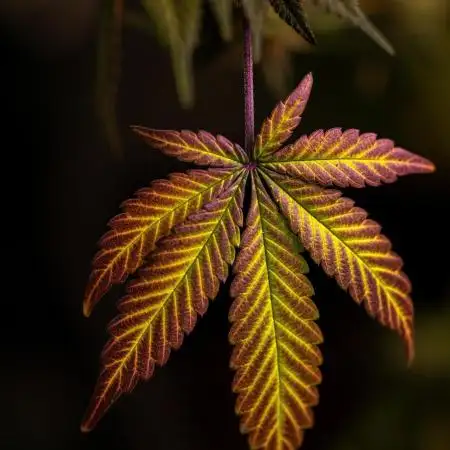 Paradise Seeds - Candy Breath