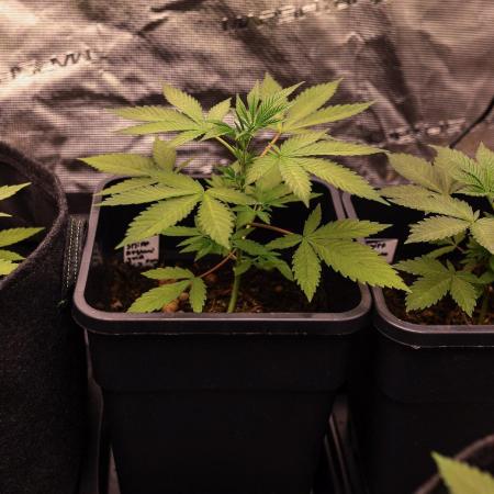 Afghani Gold - Spliff Seeds