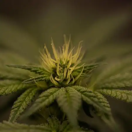 Paradise Seeds - Purple Mints