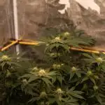 Paradise Seeds - Opium