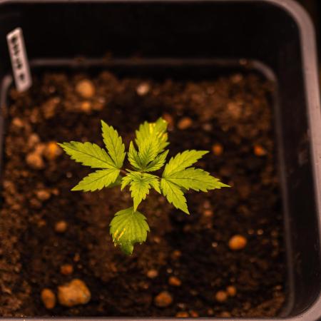 Dutch Auto - Spliff Seeds