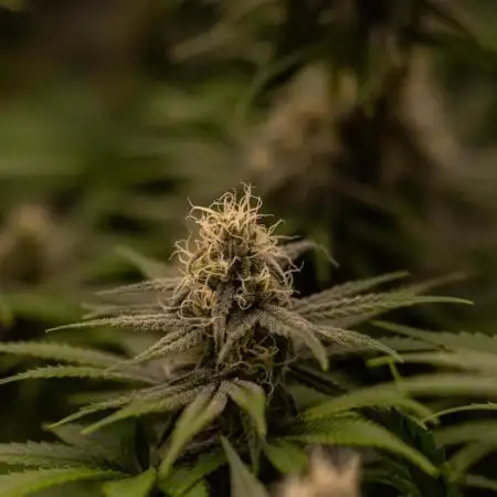 Zkittlez - Spliff Seeds