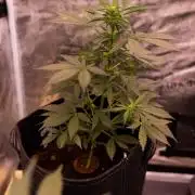 Strawberry Gorilla Auto RF3 - FastBuds