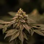Spliff Seeds - CBD Spliff Berry