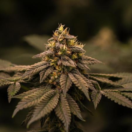 Spliff Seeds - CBD Spliff Berry