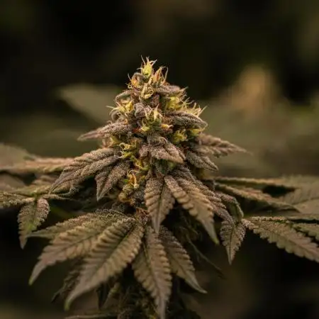 Spliff Seeds - CBD Spliff Berry