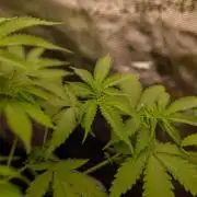 Purple Berry Kush - Spliff Seeds