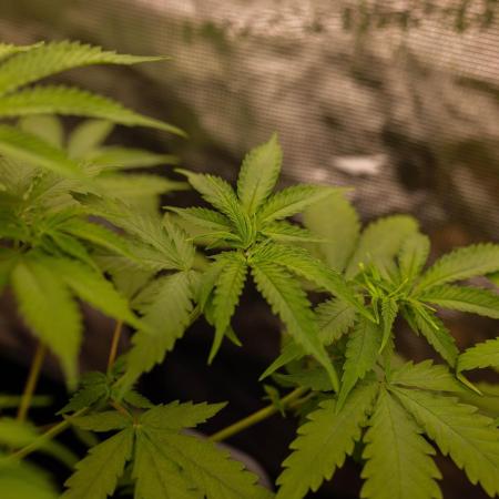 Purple Berry Kush - Spliff Seeds