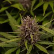 Dutch Blue Auto - Spliff Seeds