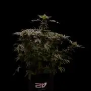 Fas Buds - Lemon Mandarin