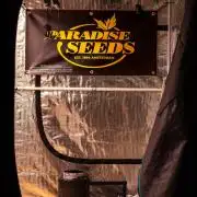 Paradise Seeds - Pandora Auto