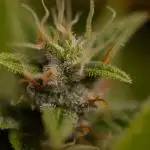 Blue Dream Auto - Spliff Seeds