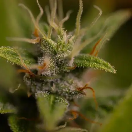 Blue Dream Auto - Spliff Seeds