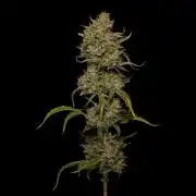 Mendo Frost Auto - Fastbuds