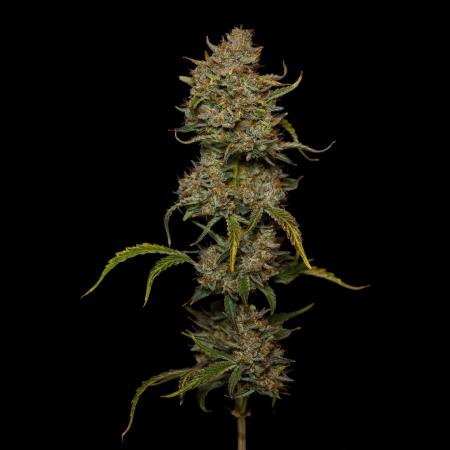 Mendo Frost Auto - Fastbuds