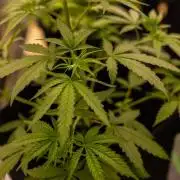 Amnesia - Paradise Seeds