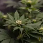 Acid - Paradise Seeds
