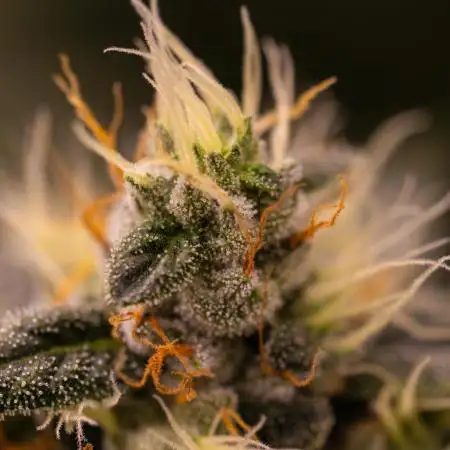 Paradise Seeds - Chem Cake