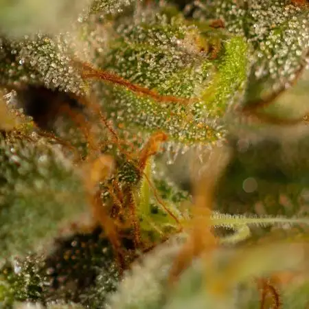 Spliff Seeds - AK