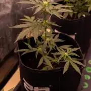 Guava Runta Auto- - FastBuds